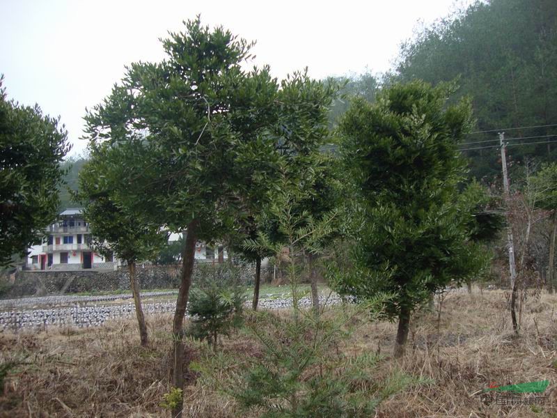 龍泉市華景苗木基地 綠意中的生態明珠——竹柏的悠然傳奇