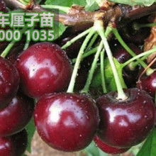 淡竹清韻，松柏之骨 記竹柏相映之美