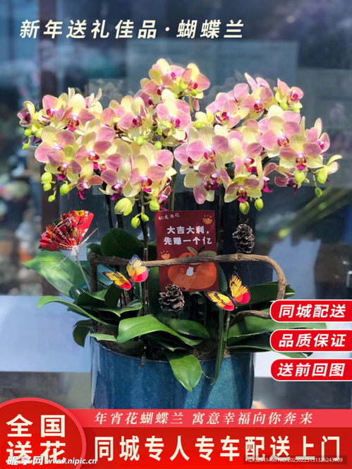 年宵花蝴蝶蘭盆栽與竹柏 打造生機盎然的淘寶主圖視覺盛宴